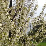 Apartamento Rubino Con Giardino E Jacuzzi Vista *