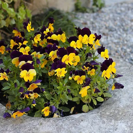 Villa Rubino Apartment Con Giardino E Jacuzzi Vista Lago Stresa